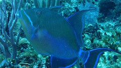 Balistes vetula