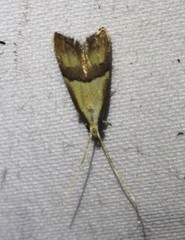 Crocanthes prasinopis