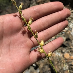 Streptanthus morrisonii morrisonii