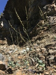 Streptanthus morrisonii morrisonii