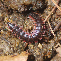 Epanerchodus koreanus