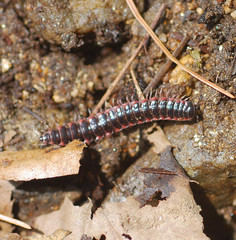 Epanerchodus koreanus