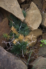 Asparagus retrofractus