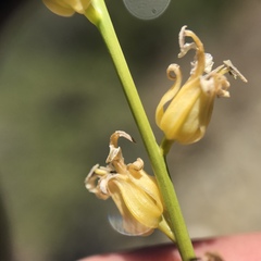Streptanthus morrisonii morrisonii