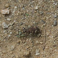 Cicindela gemmata