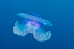 Cepheidae