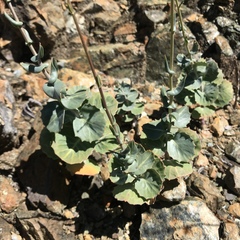 Streptanthus morrisonii morrisonii