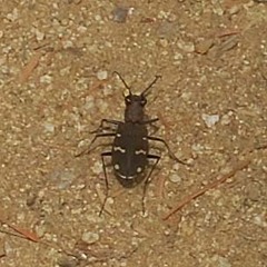 Cicindela gemmata