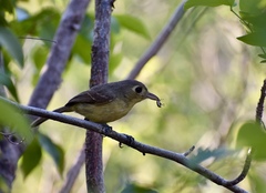 Vireo gundlachii
