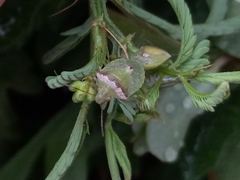 Cyptocephala