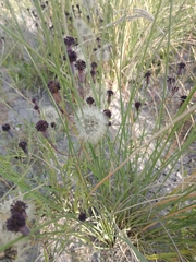 Porophyllum lanceolatum