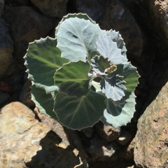 Streptanthus morrisonii morrisonii