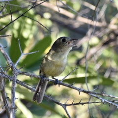 Vireo gundlachii