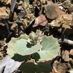 Streptanthus morrisonii morrisonii
