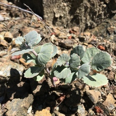 Streptanthus morrisonii morrisonii