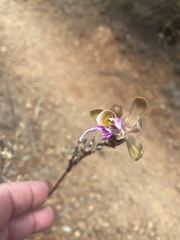 Psychilis macconnelliae