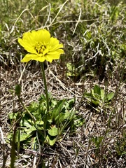 Pyrrhopappus grandiflorus