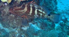 Epinephelus striatus