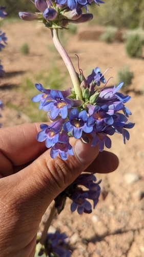 Image of Penstemon pachyphyllus by (c) Darrin Gobble, some rights reserved (CC BY)