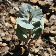 Streptanthus morrisonii morrisonii