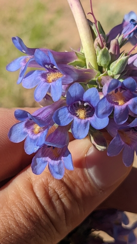 Image of Penstemon pachyphyllus by (c) Darrin Gobble, some rights reserved (CC BY)