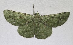 Aeolochroma viridicata
