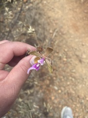Psychilis macconnelliae
