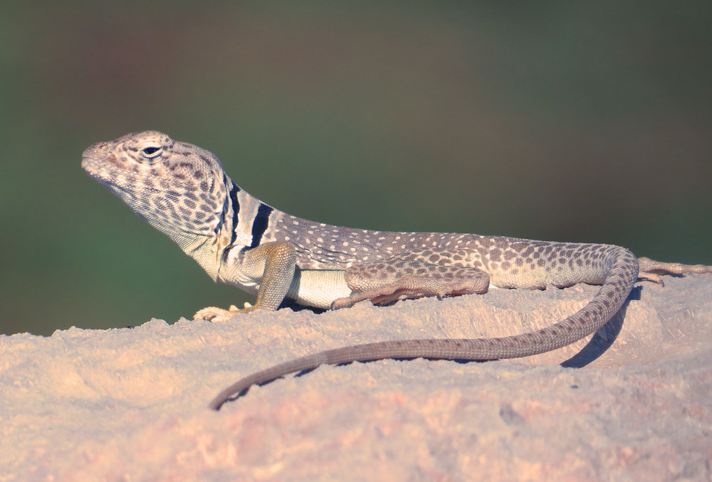 Eastern Collared Lizard from Brewster County, TX, USA on April 29, 2022 ...