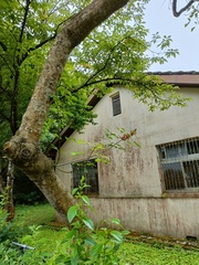 Erythrina corallodendron