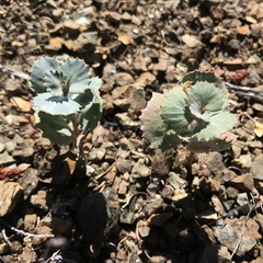Streptanthus morrisonii morrisonii