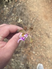 Psychilis macconnelliae