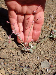 Eriogonum cithariforme