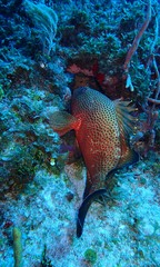 Epinephelidae