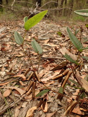 Platylobium parviflorum