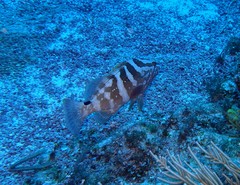 Epinephelus striatus