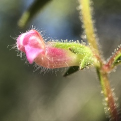 Sairocarpus vexillocalyculatus