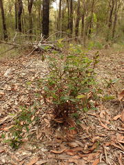 Platylobium parviflorum