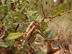 Platylobium parviflorum