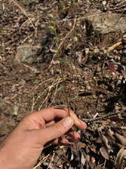 Sairocarpus vexillocalyculatus