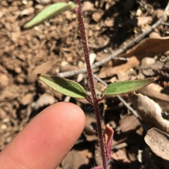 Sairocarpus vexillocalyculatus
