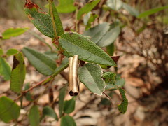Platylobium parviflorum