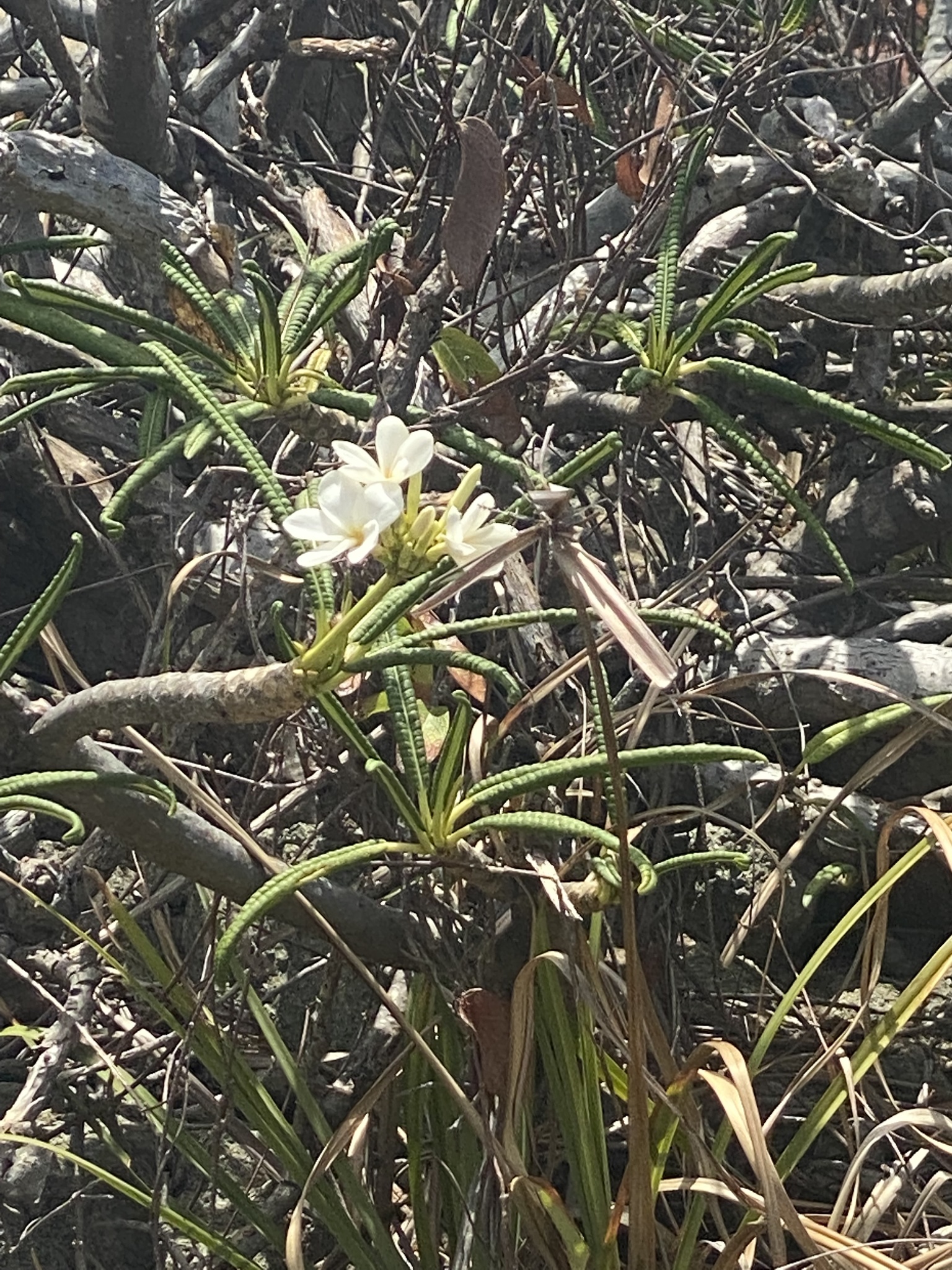 Plumeria Alba L.