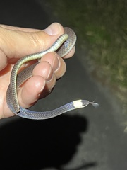 Enuliophis sclateri