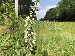 Baptisia alba macrophylla