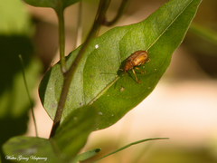 Colaspis cribricollis
