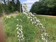 Baptisia alba macrophylla
