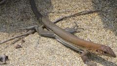 Aspidoscelis guttatus