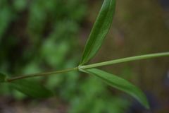 Stellaria calycantha