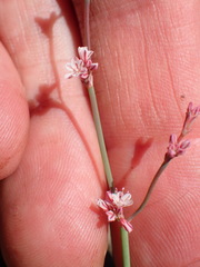 Eriogonum cithariforme