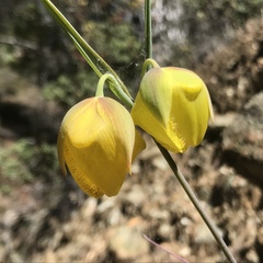 Calochortus raichei